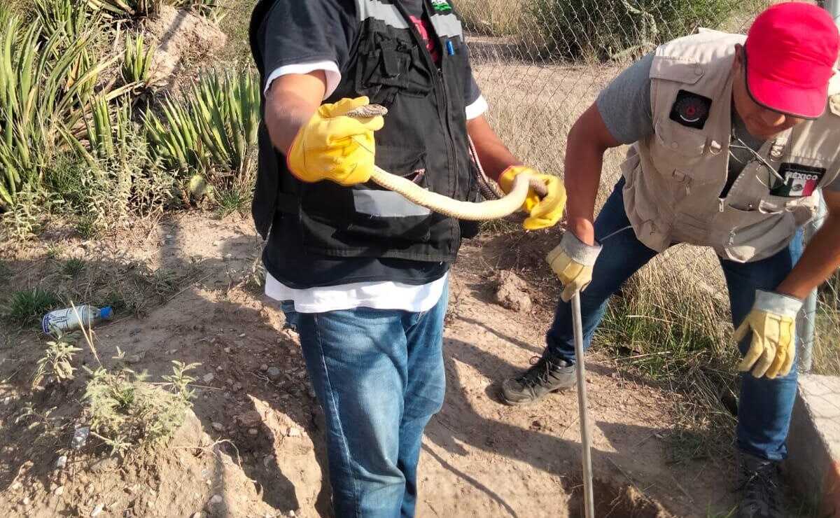 Región Huasteca acapara casos de emergencias por picaduras de animales veneosos: Salud