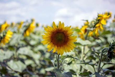 Campos de girasoles en Cerritos SLP,  los más virales en redes
