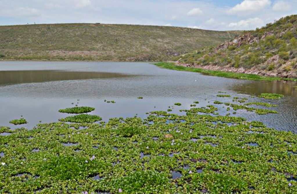 Lirio en presa San José amenaza la salud pública