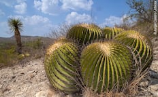 ¿Sabías que San Luis Potosí alberga cerca de 150 especies de cactáceas?; una tercera parte es endémica