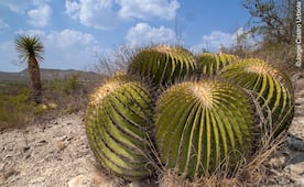 ¿Sabías que San Luis Potosí alberga cerca de 150 especies de cactáceas?; una tercera parte es endémica