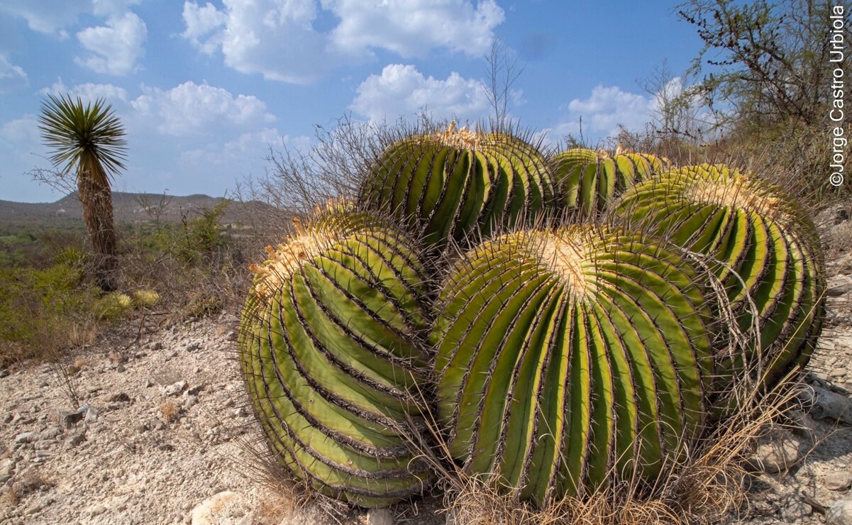 San Luis Potosí, el paraíso secreto de los cactus: Más de 170 especies conviven en sus desiertos 