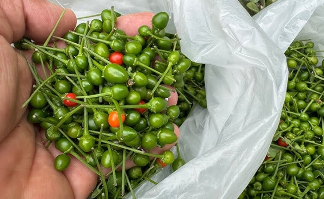 El chile piquín de Cerritos, SLP, combina origen milenario, cultivo natural y un sabor intenso que une familias y conserva una tradición viva. Foto: JASPEBAS Entre el campo y la ciudad.