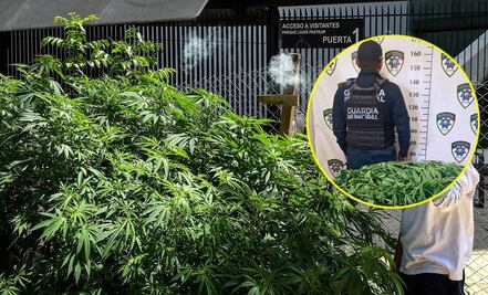Localizan y aseguran dos plantas de marihuana en fraccionamiento al norte de la capital de SLP  