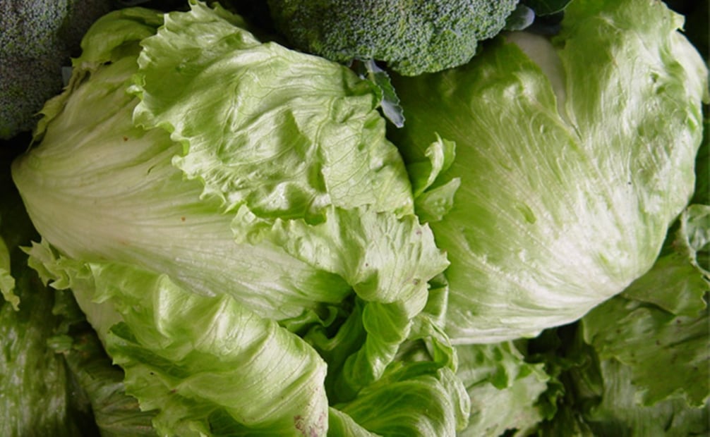 Lechuga. Foto: Gobierno de México.