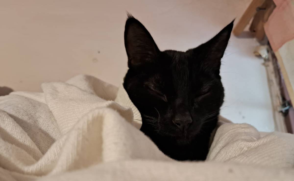 ¿Por qué no dar en adopción animales negros o blancos en octubre? Rescatistas en SLP explican