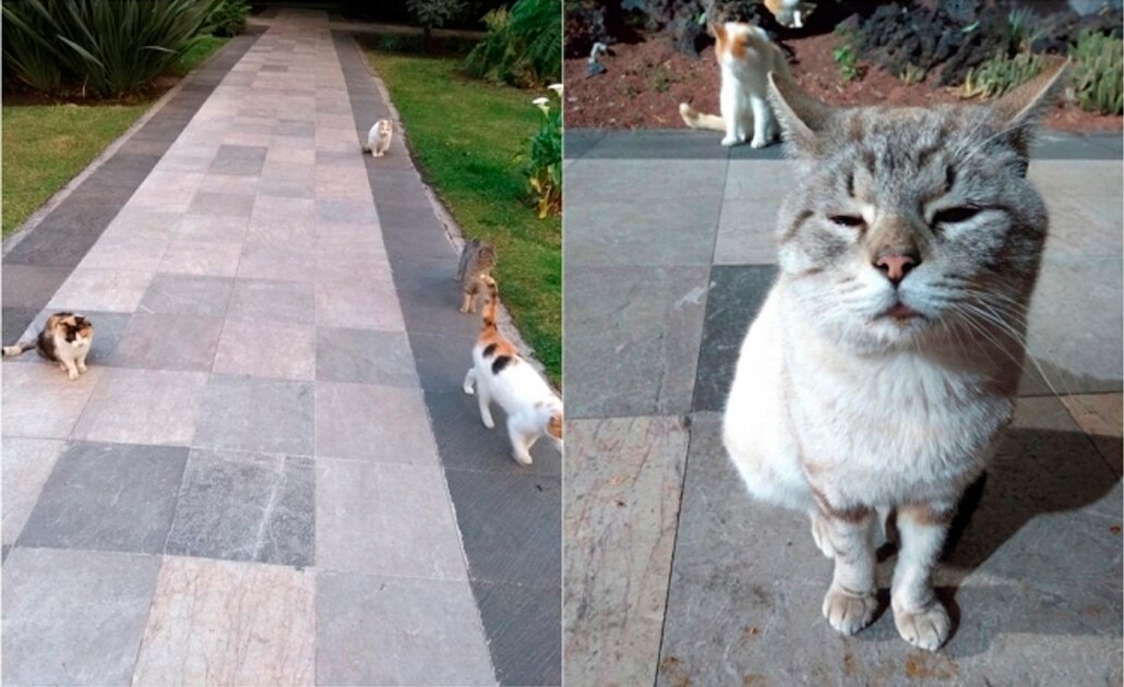 Denuncian que gobierno de AMLO quiere sacar a gatos de Palacio Nacional