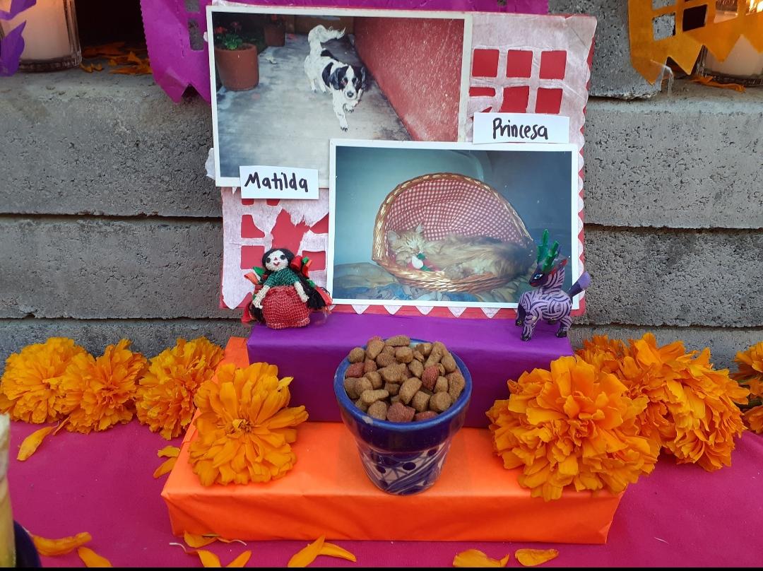 Día de Muertos el 27 de octubre: ¿Qué poner en el altar de mascotas?. Foto: Regina Arellano