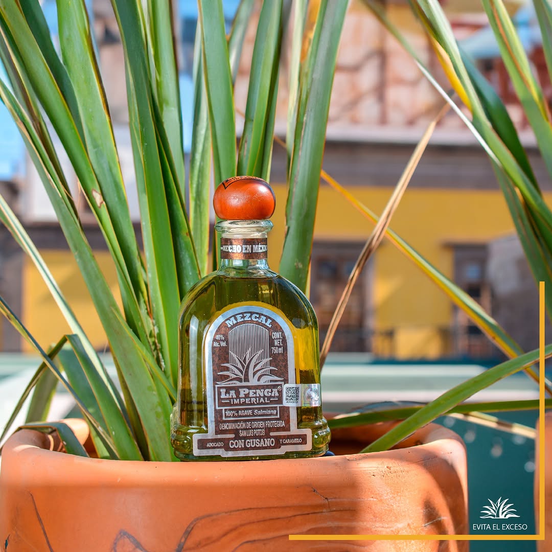 Mezcales de SLP. Foto: lapencaimperial