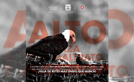 Fauna afectada por incendios podría desplazarse a zonas cercanas, advierten