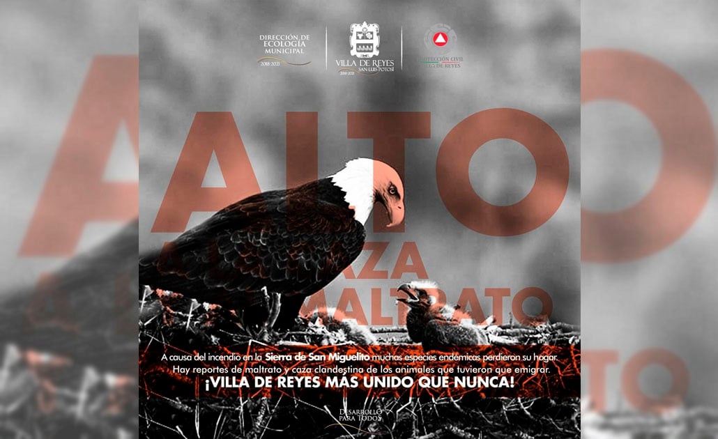 Fauna afectada por incendios podría desplazarse a zonas cercanas, advierten