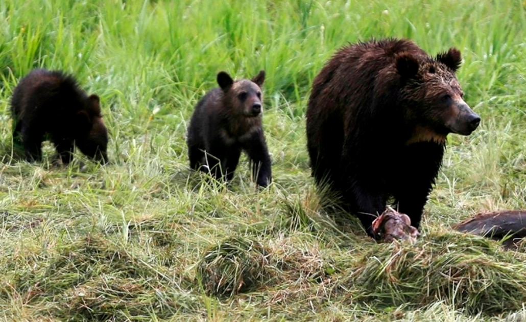 Donald Trump autoriza usar "bombas de cianuro" contra animales salvajes