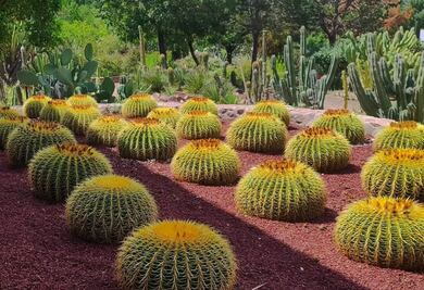Jardín botánico El Izotal, un reino de preservación vegetal en San Luis Potosí
