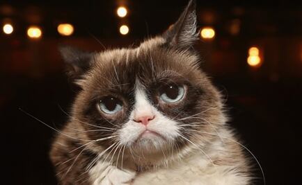 Fallece Grumpy Cat, una leyenda del internet