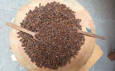 Festival de Café llega, con arte, música y lo mejor del grano, al Museo Francisco Cossío en SLP