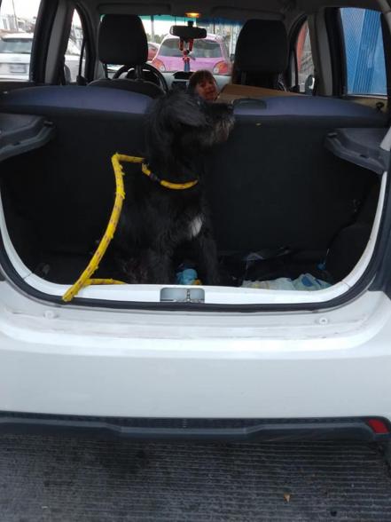 Solicitan ayuda en redes para perrita herida por cuete en SLP