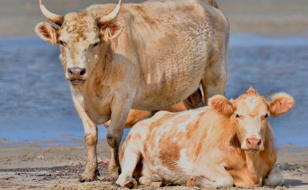 Las vacas que se llevó el huracán Dorian y aparecieron vivas meses después