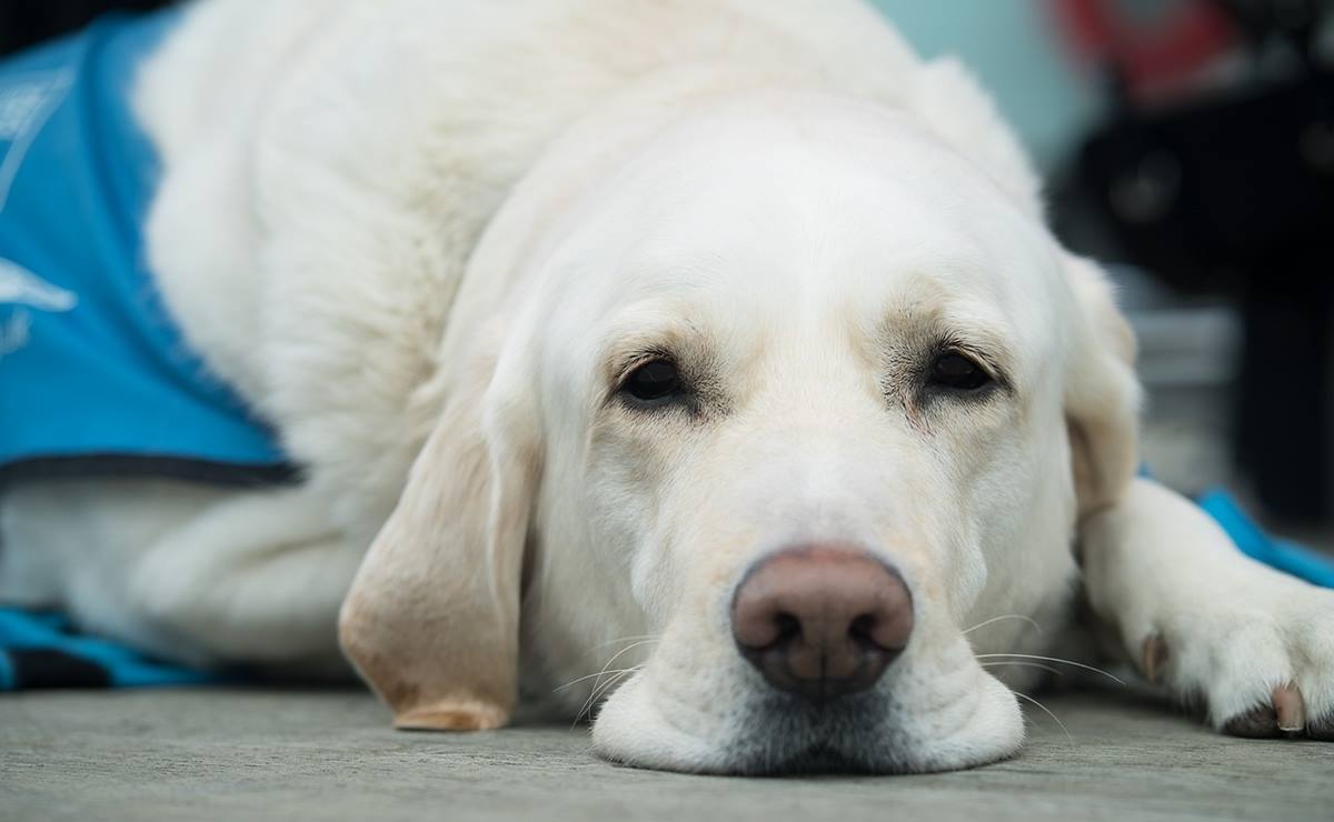 Aseguran veterinaria que operaba como “carnicería clandestina” en Soledad