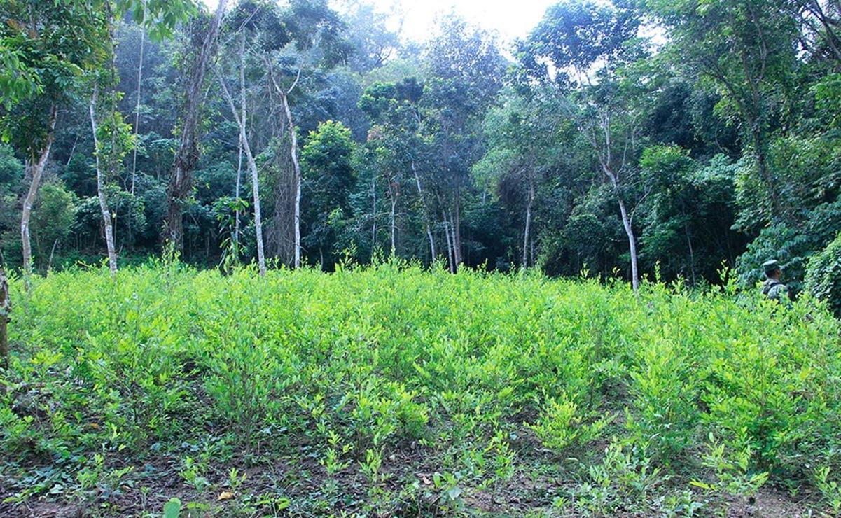Autoridades de SLP atentas al posible cultivo de la hoja de coca en SLP. Foto: EL UNIVERSAL