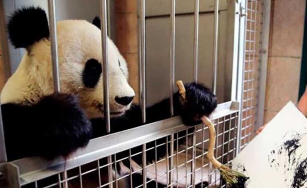 Osa panda crea obras en el Zoológico de Viena