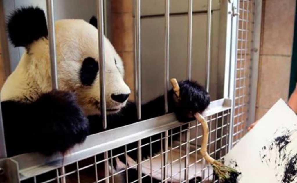 Yang Yang es el nombre de la hembra que está causando furor en el zoo de Schönbrunn (Viena), el más antiguo del mundo. Foto: AFP