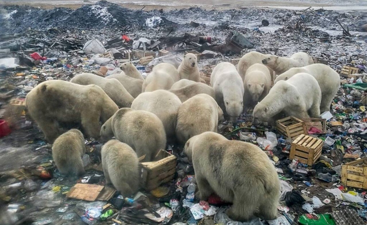 En el Ártico ruso, la creciente presencia humana amenaza a los osos polares