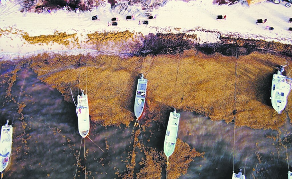 Sargazo, las playas que parecen pantanos