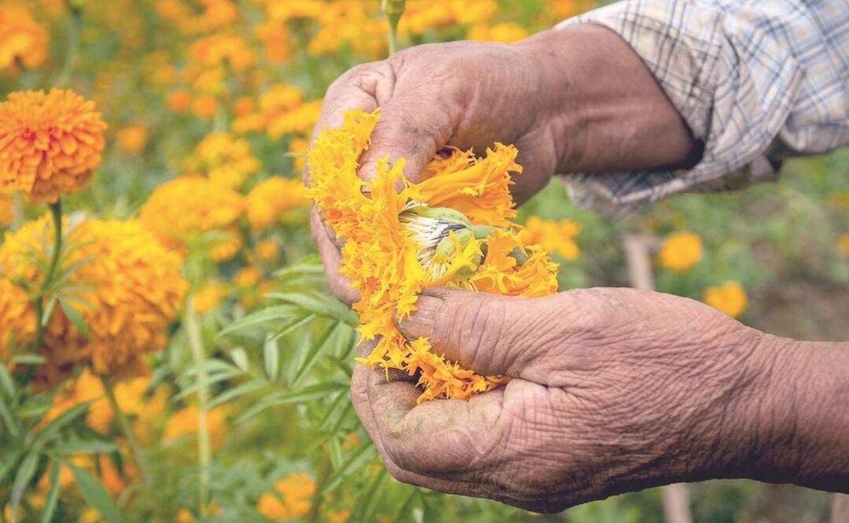 Pulque de calabaza, cempasúchil y mandarina, los curados que honran fechas otoñales y místicas en SLP