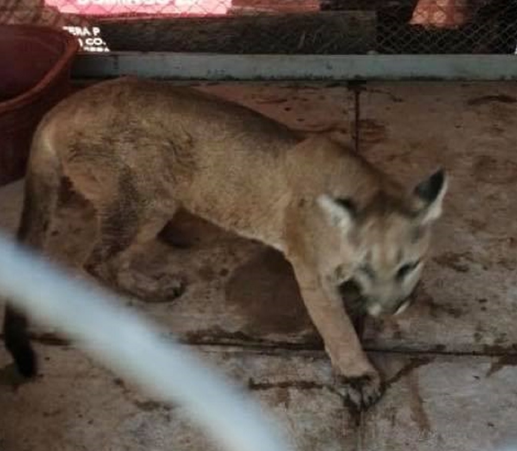Sí existen permisos para que particulares puedan tener animales como los Pumas: Profepa