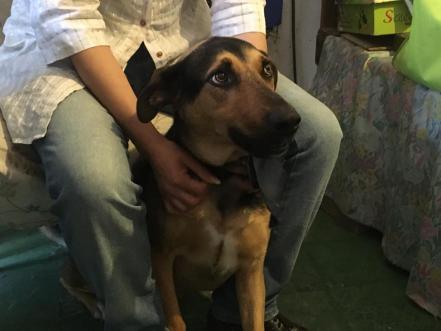 "Hola, soy Napoleón": un perrito rescatado se convirtió en emprendedor en el barrio San Miguelito