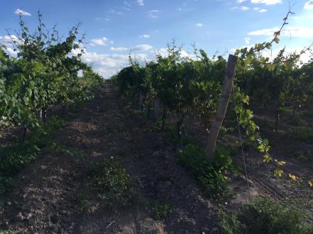 Impulsarán proyecto turístico en viñedos Cava Quintanilla