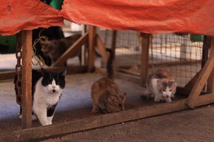 Los gatitos del mercado San Luis 400, una historia de lucha por los derechos de los animales