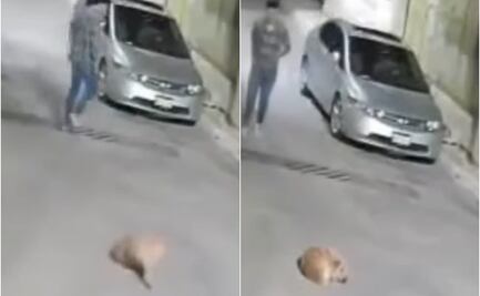 Crueldad animal en aumento en la capital de SLP: autoridades investigan nuevos casos 