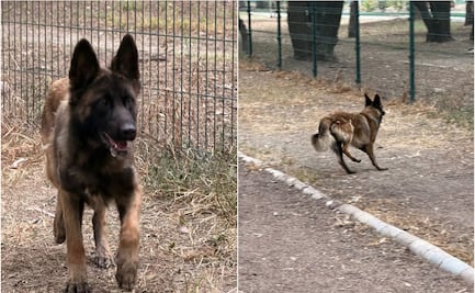 Abandonan a perrito en el Pet Park del parque Tangamanga II; buscan a sus dueños 