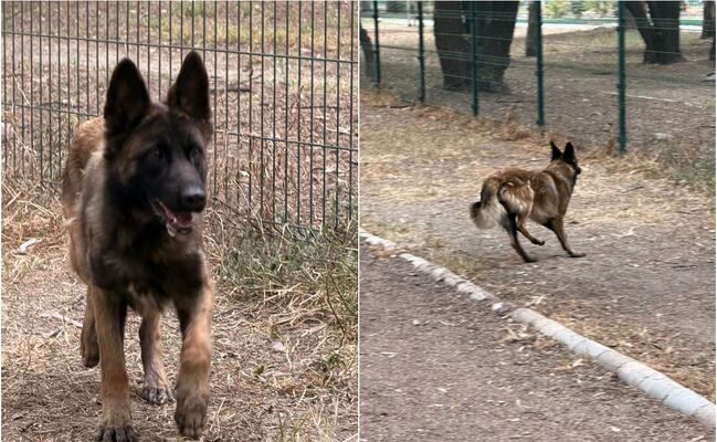 Abandonan a perrito en el Pet Park del parque Tangamanga II; buscan a sus dueños 