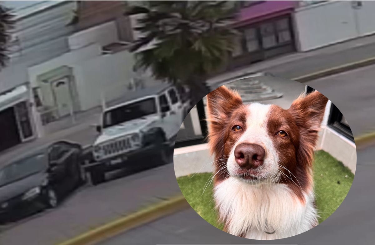 "Los buenos somos más": Perrita Aika regresa con su familia, tras ser robada junto con camioneta en SLP