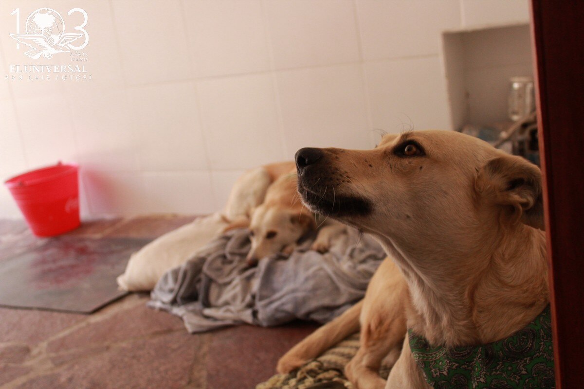 Programa Animal Comunitario en SLP