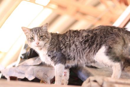 Los gatitos del mercado San Luis 400, una historia de lucha por los derechos de los animales