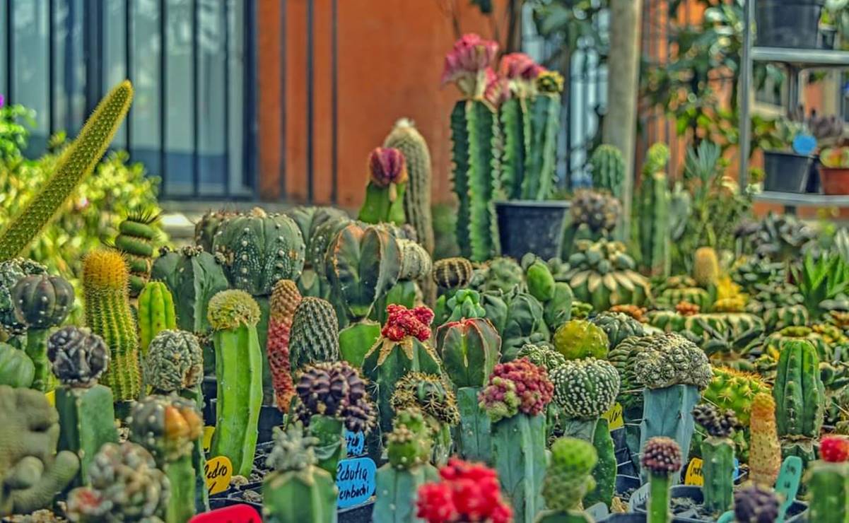 ¡Activa el modo señora de las plantas! El Festival Cultural de Cactáceas arriba a San Luis Potosí