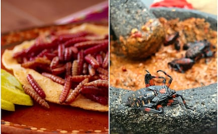 Los 3 insectos que son un manjar en el Altiplano de San Luis Potosí y quizá no conocías