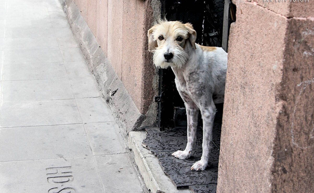 Investigan presunto envenenamiento de cinco perros en Ciudad Valles