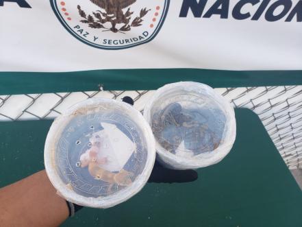 Aseguran un gecko leopardo y una pitón bola en aeropuerto de SLP