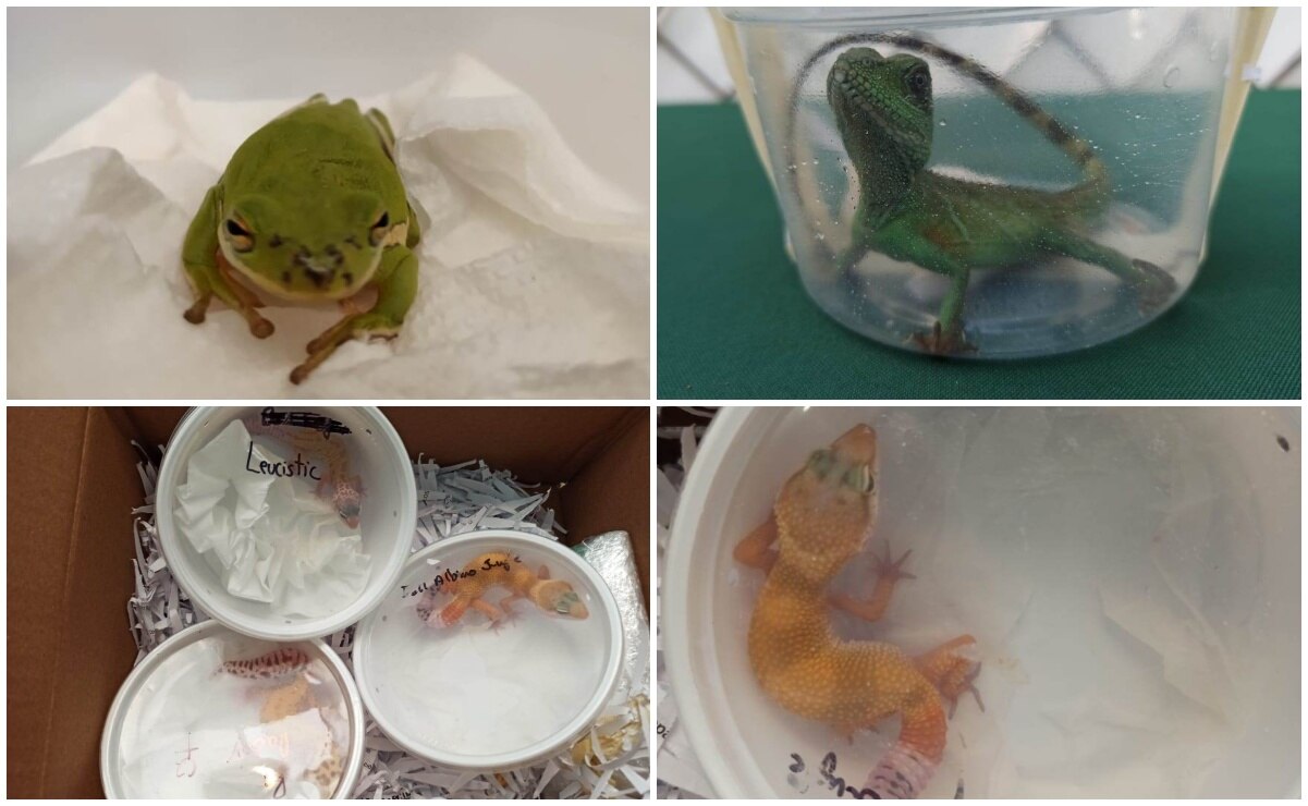 Guardia Nacional asegura 8 reptiles y una rana en aeropuerto de SLP