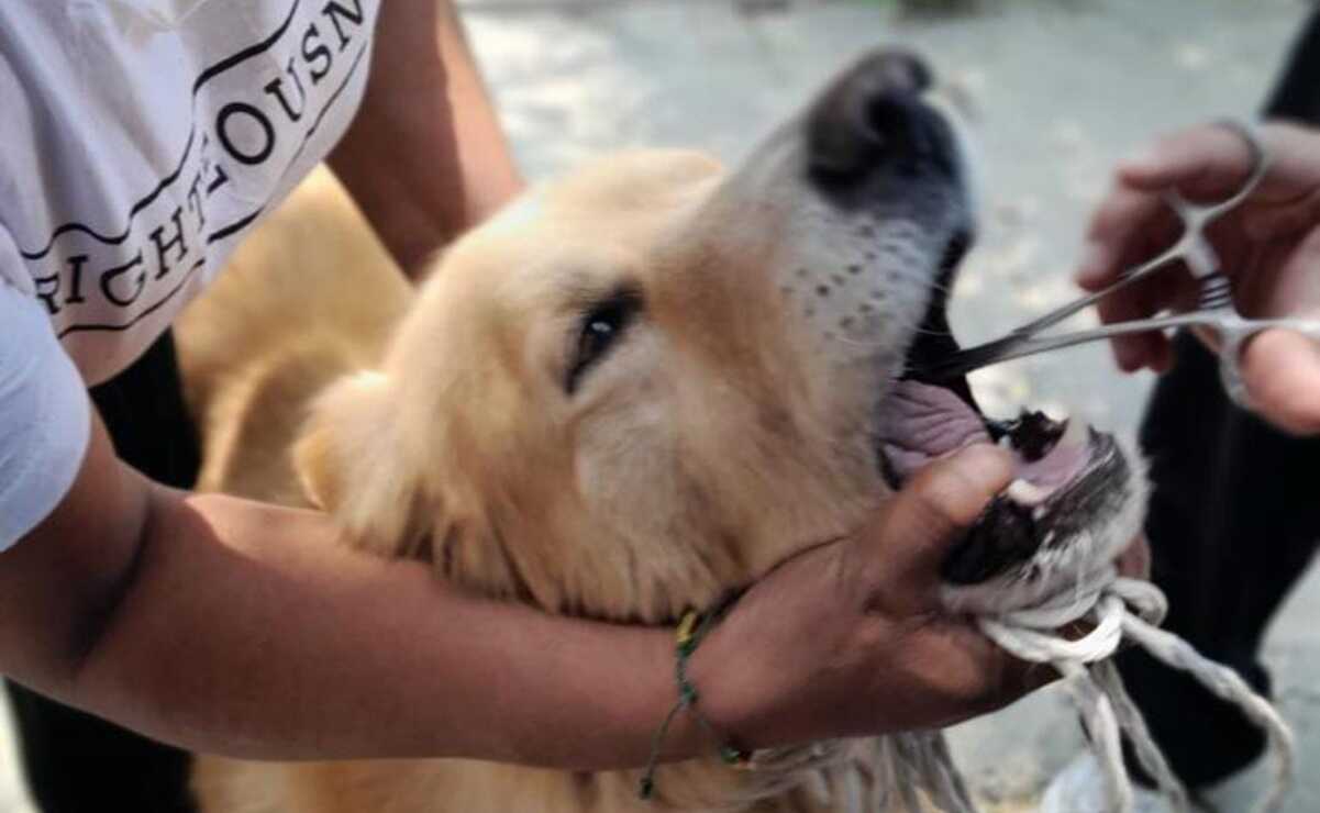 Ambudog atiende salud de unos 500 lomitos y michis a la semana en Soledad. Fotos: Especiales