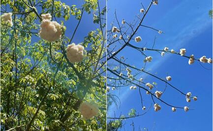 El árbol de algodón, la joya poco conocida de la Alameda Juan Sarabia en SLP 