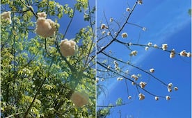 El árbol de algodón, la joya poco conocida de la Alameda Juan Sarabia en SLP