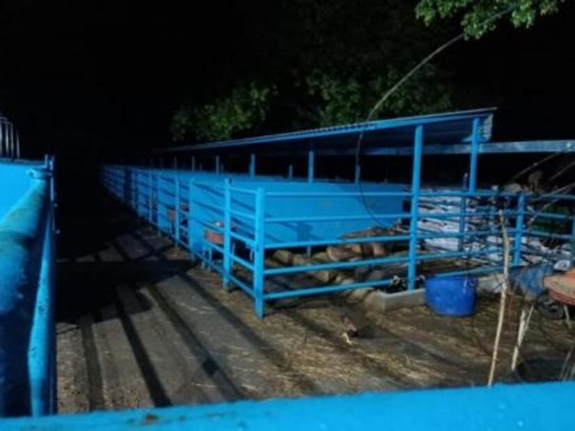 Mansiones con lagos artificiales, autos de lujo y animales exóticos, lo asegurado a la Familia Michoacana en Edomex