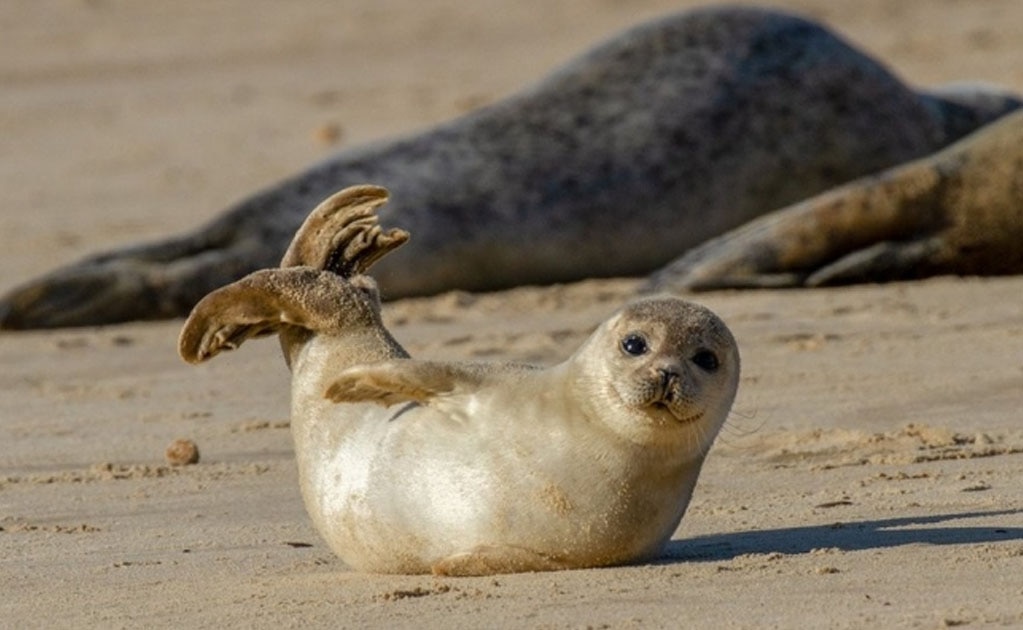 8 animales extintos que nunca más volveremos a ver