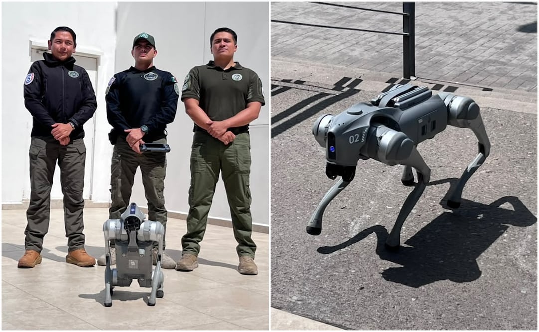 Perros robot de la Guardia Civil de SLP. Fotos: Humberto Torres