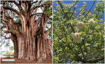Gigantes de la Huasteca potosina: los árboles que alcanzan grandes alturas durante la temporada de lluvias